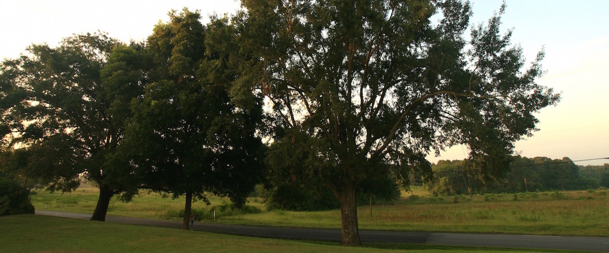 View of Trees
